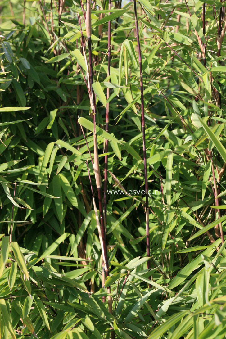 Fargesia nitida 'Black Pearl'