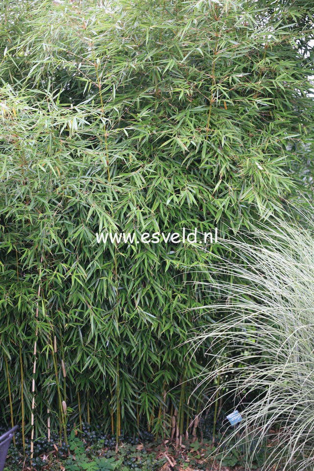 Fargesia robusta 'Campbell'