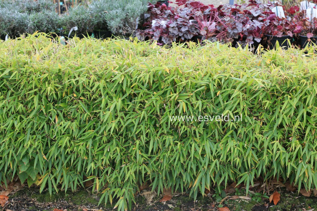 Fargesia robusta 'Pingwu'