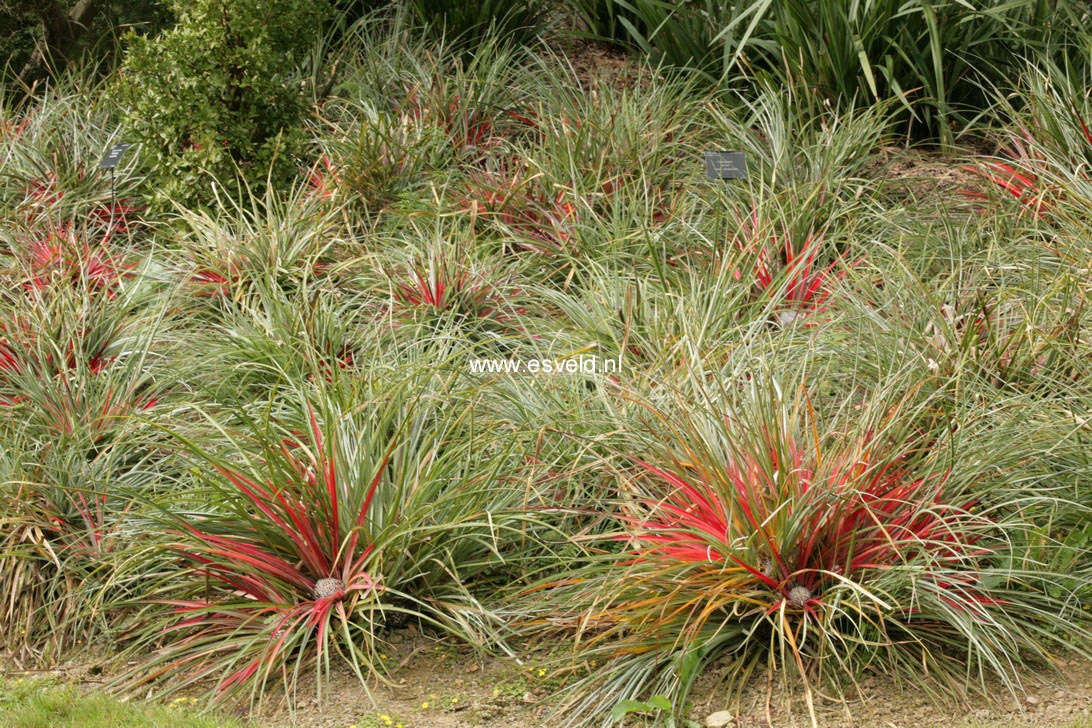 Fascicularia bicolor