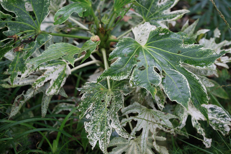 Fatsia japonica 'Spider's Web'
