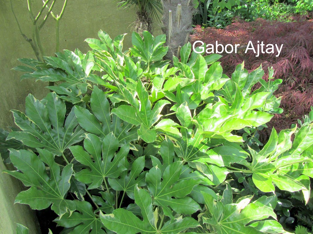 Fatsia japonica 'Variegata'