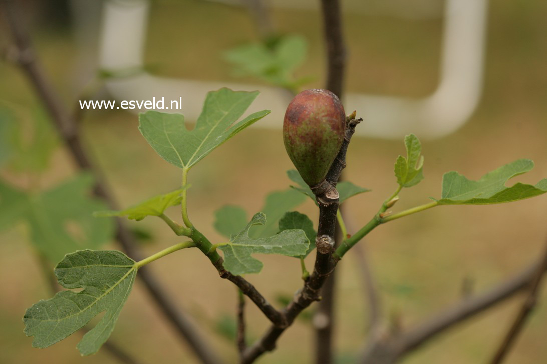 Ficus carica 'Brown Turkey'