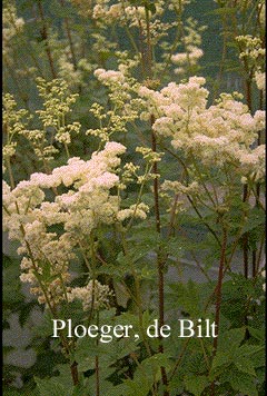 Filipendula ulmaria 'Plena'
