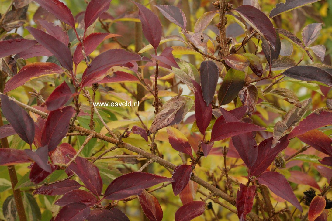 Forsythia intermedia 'Variegata'