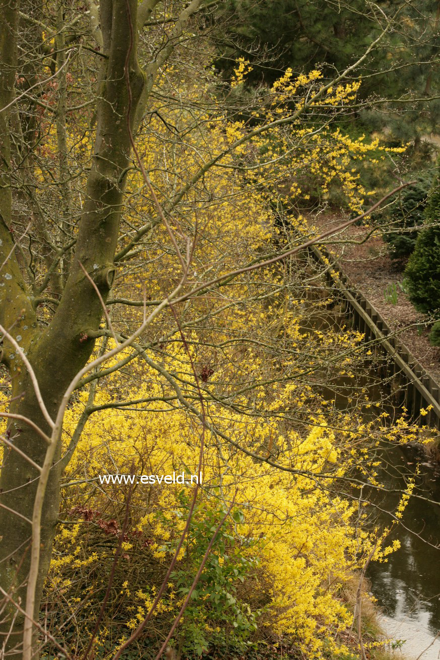 Forsythia intermedia