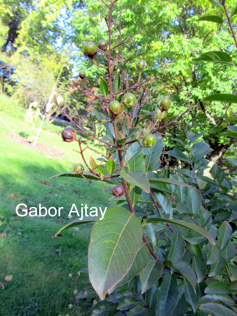 Forsythia ovata 'Tetragold'