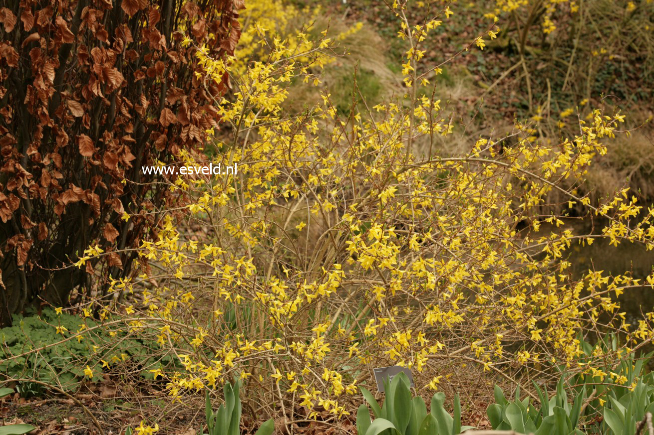 Forsythia viridissima 'Kumson'