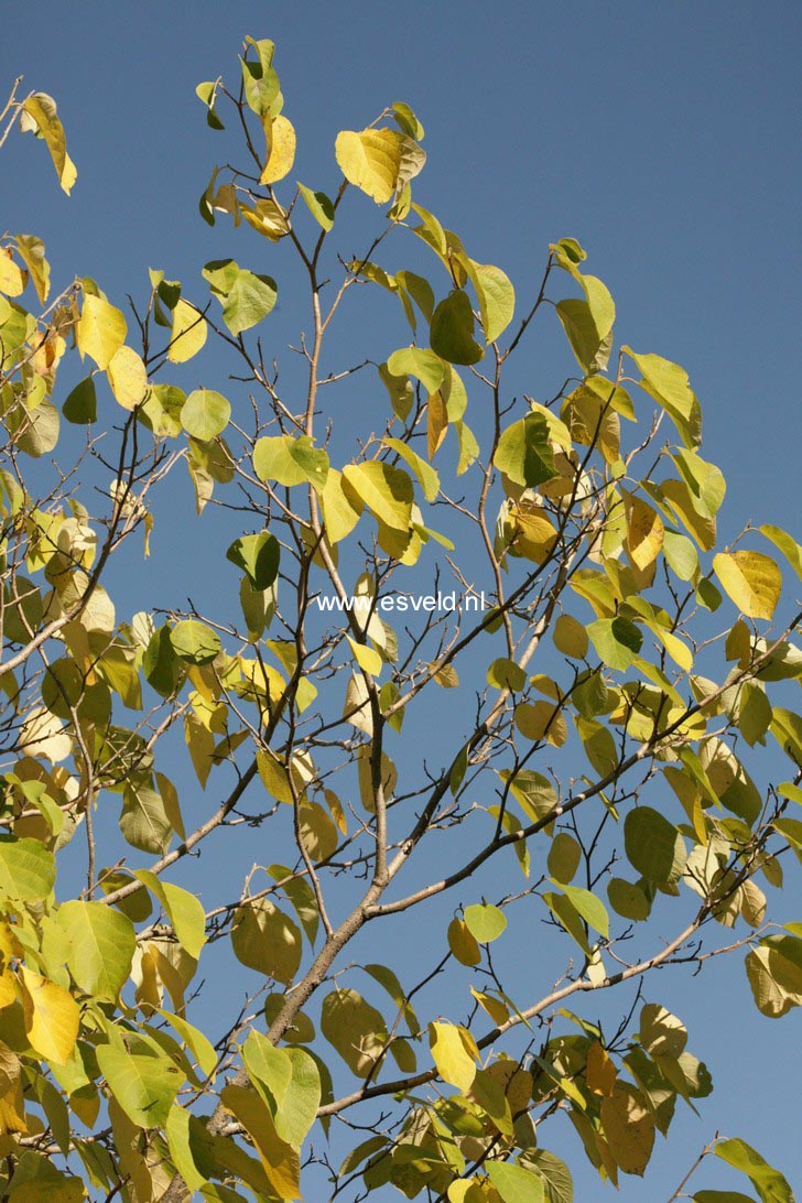 Fortunearia sinensis