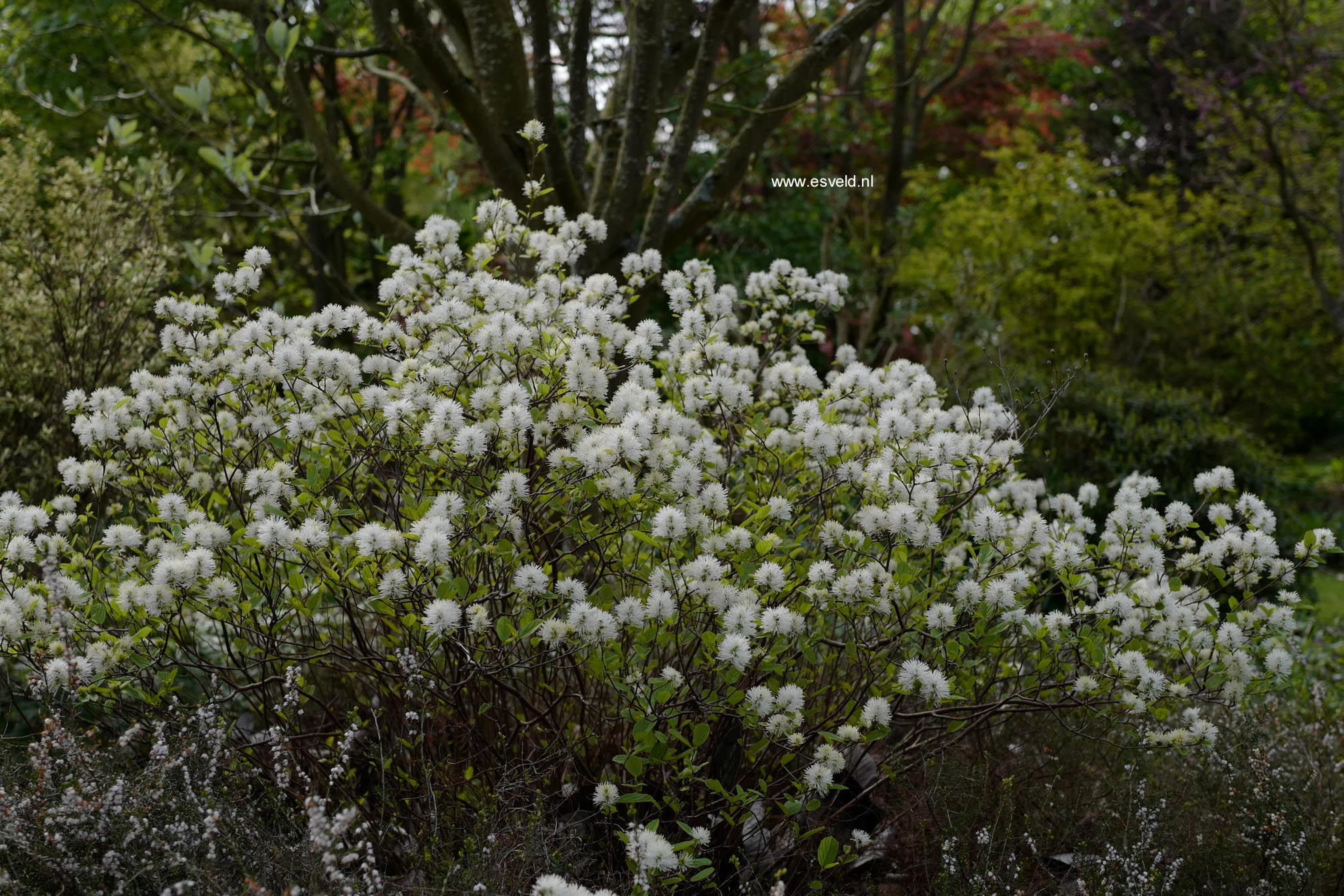 Fothergilla gardenii 'Blue Mist'