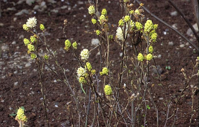 Fothergilla intermedia 'Mount Airy'