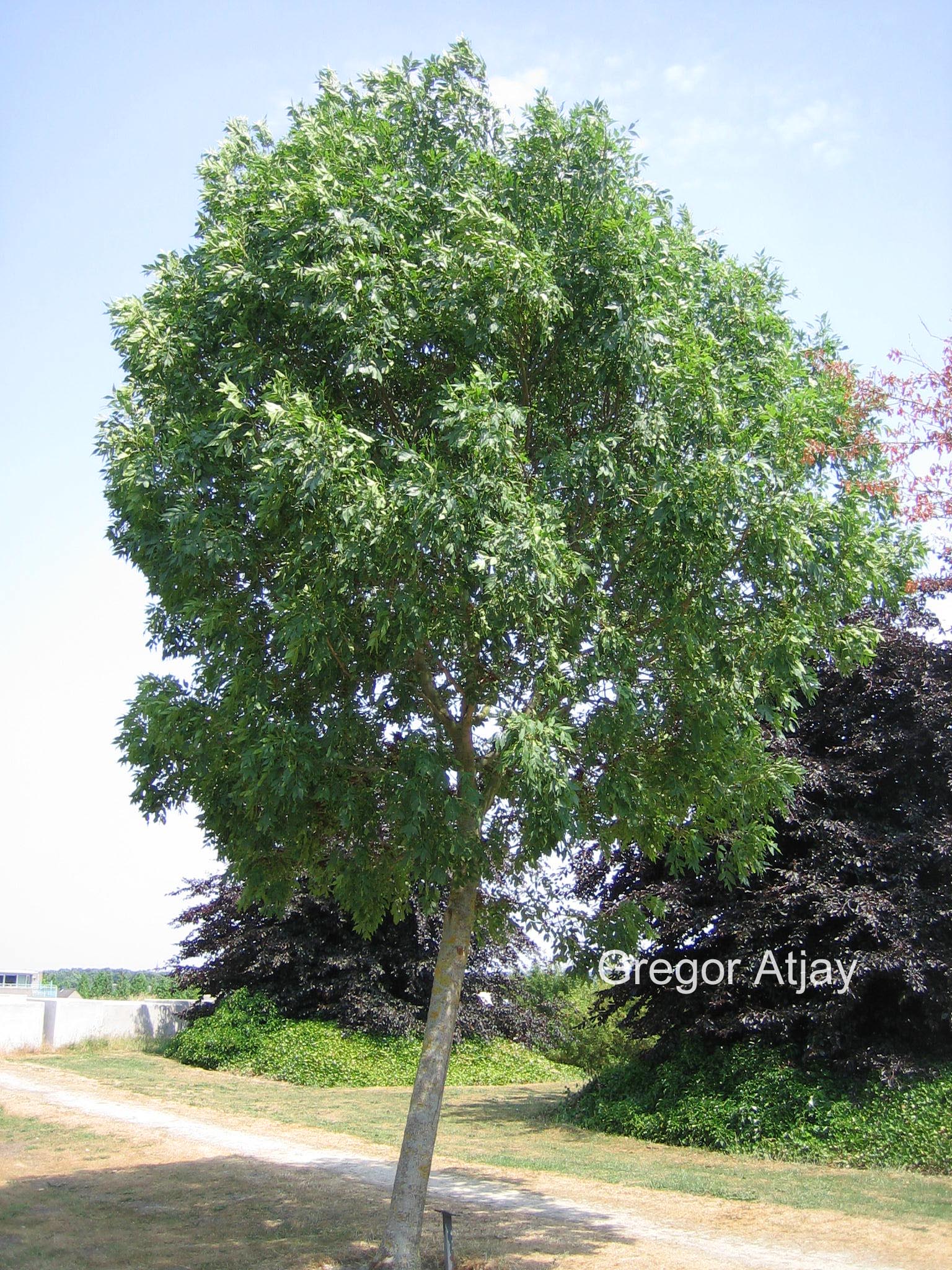 Fraxinus excelsior 'Altena'