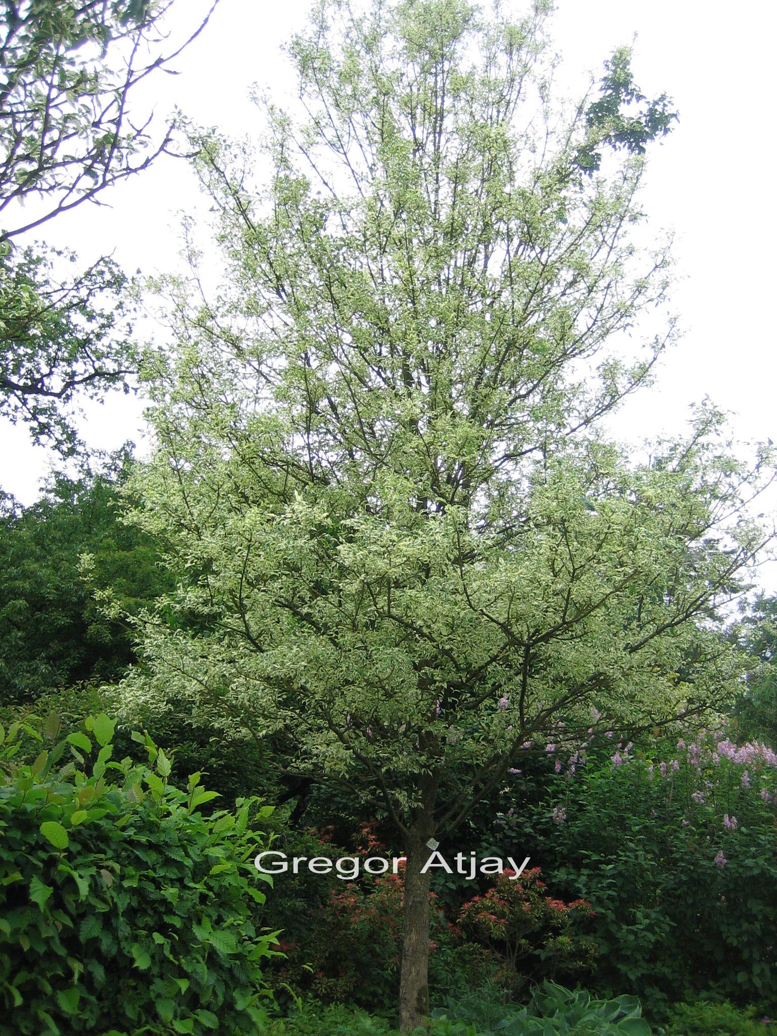 Fraxinus excelsior 'Argenteovariegata'