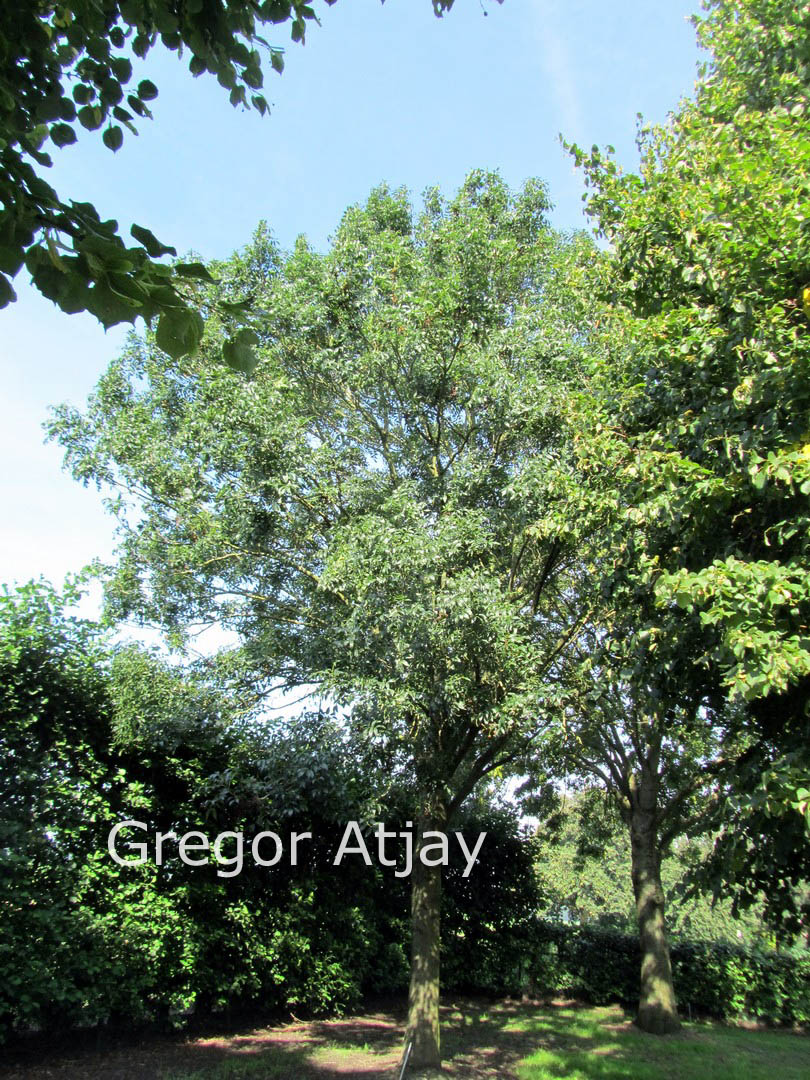 Fraxinus excelsior 'Atlas'