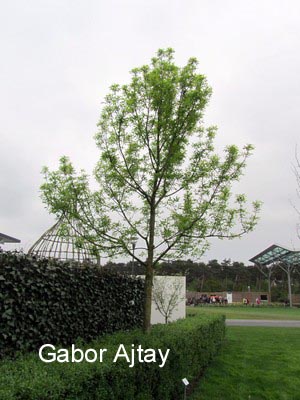 Fraxinus pennsylvanica 'Summit'