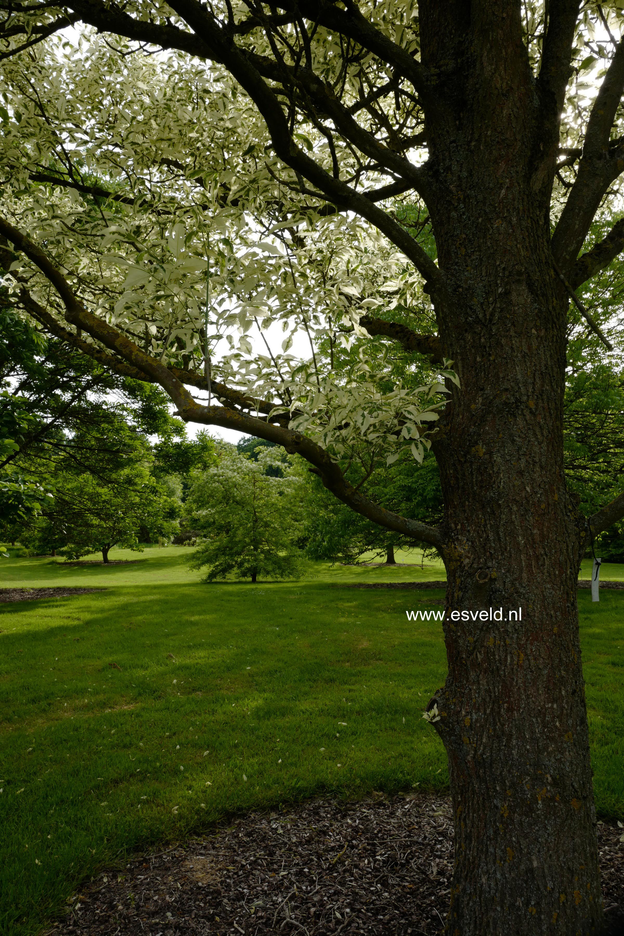 Fraxinus pennsylvanica 'Variegata'