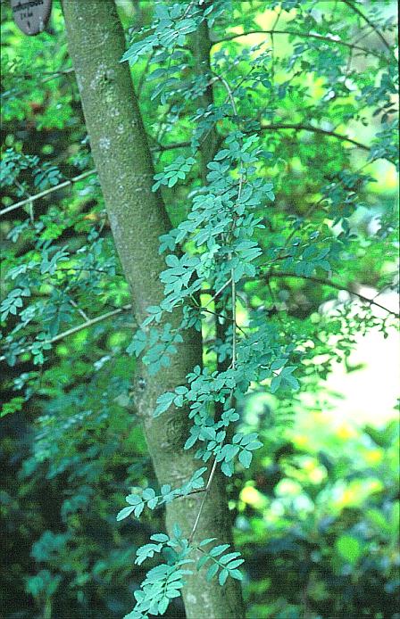 Fraxinus xanthoxyloides