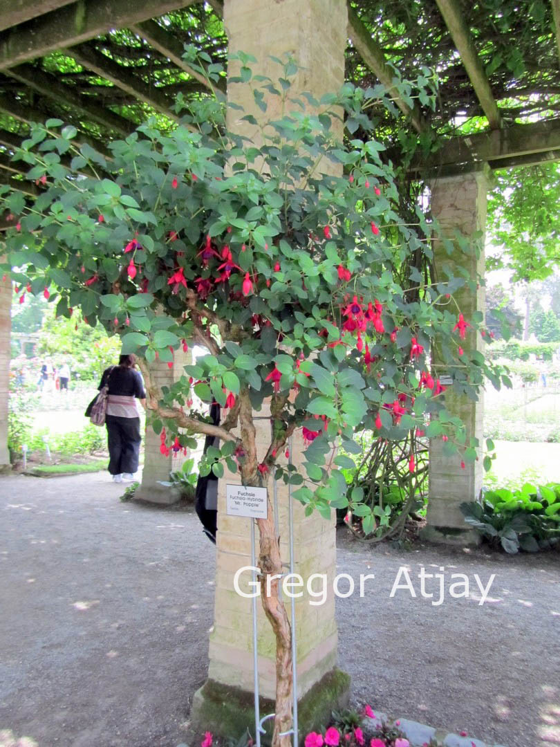 Fuchsia 'Mrs. Popple'