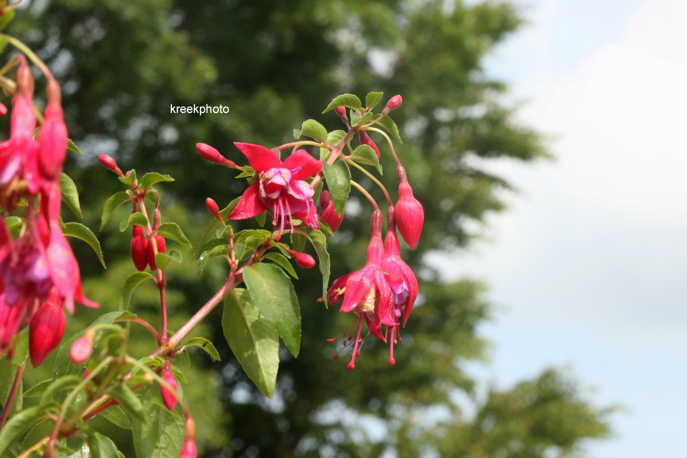 Fuchsia 'Son of Thumb'