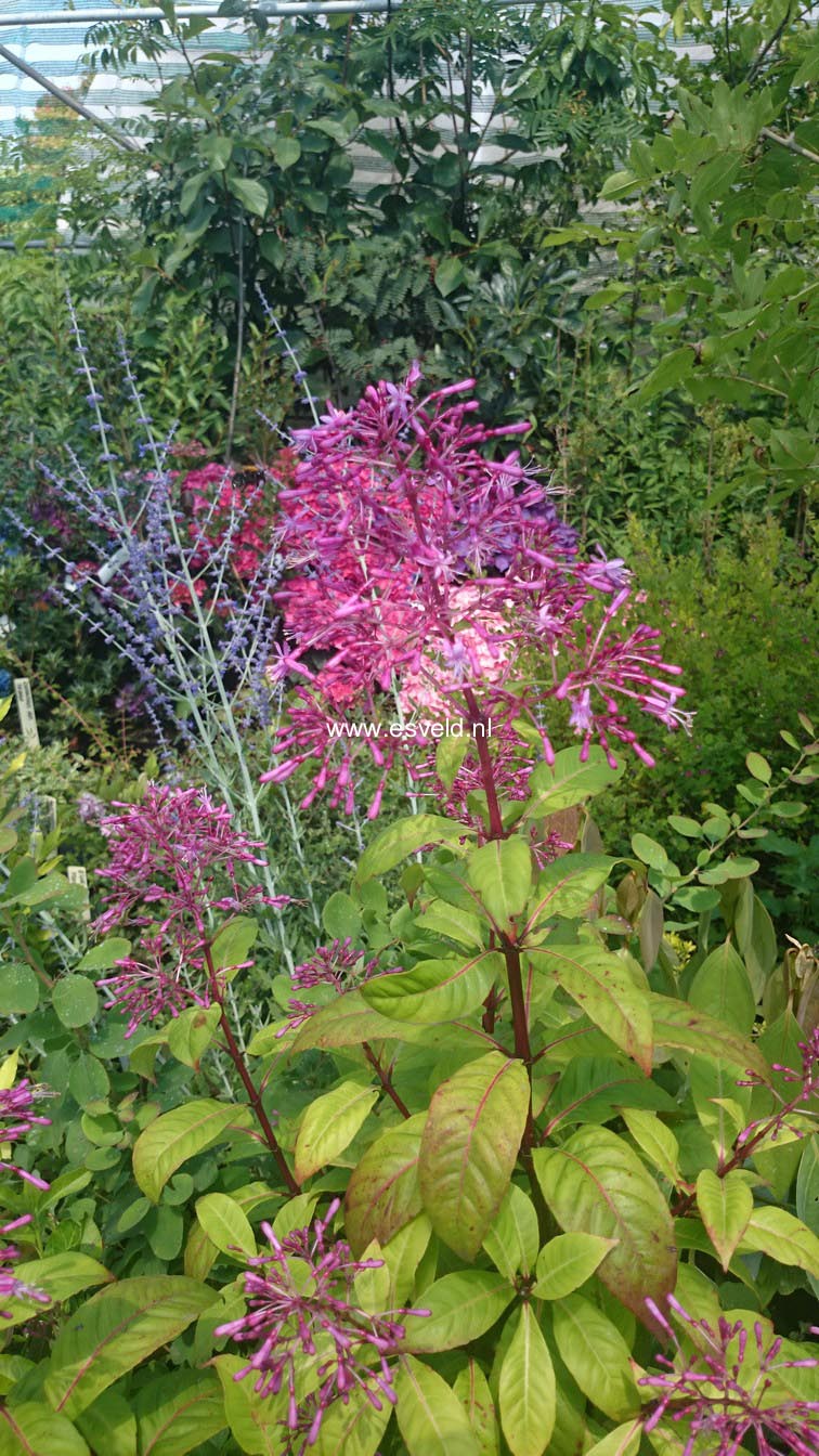 Fuchsia arborescens
