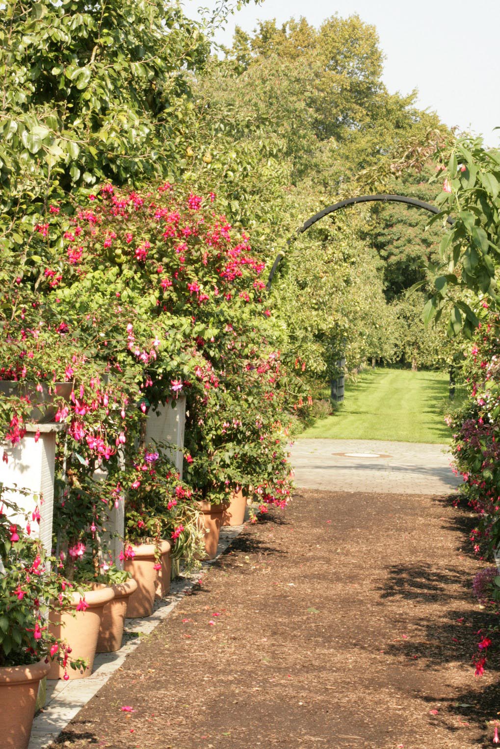 Fuchsia in cultivars