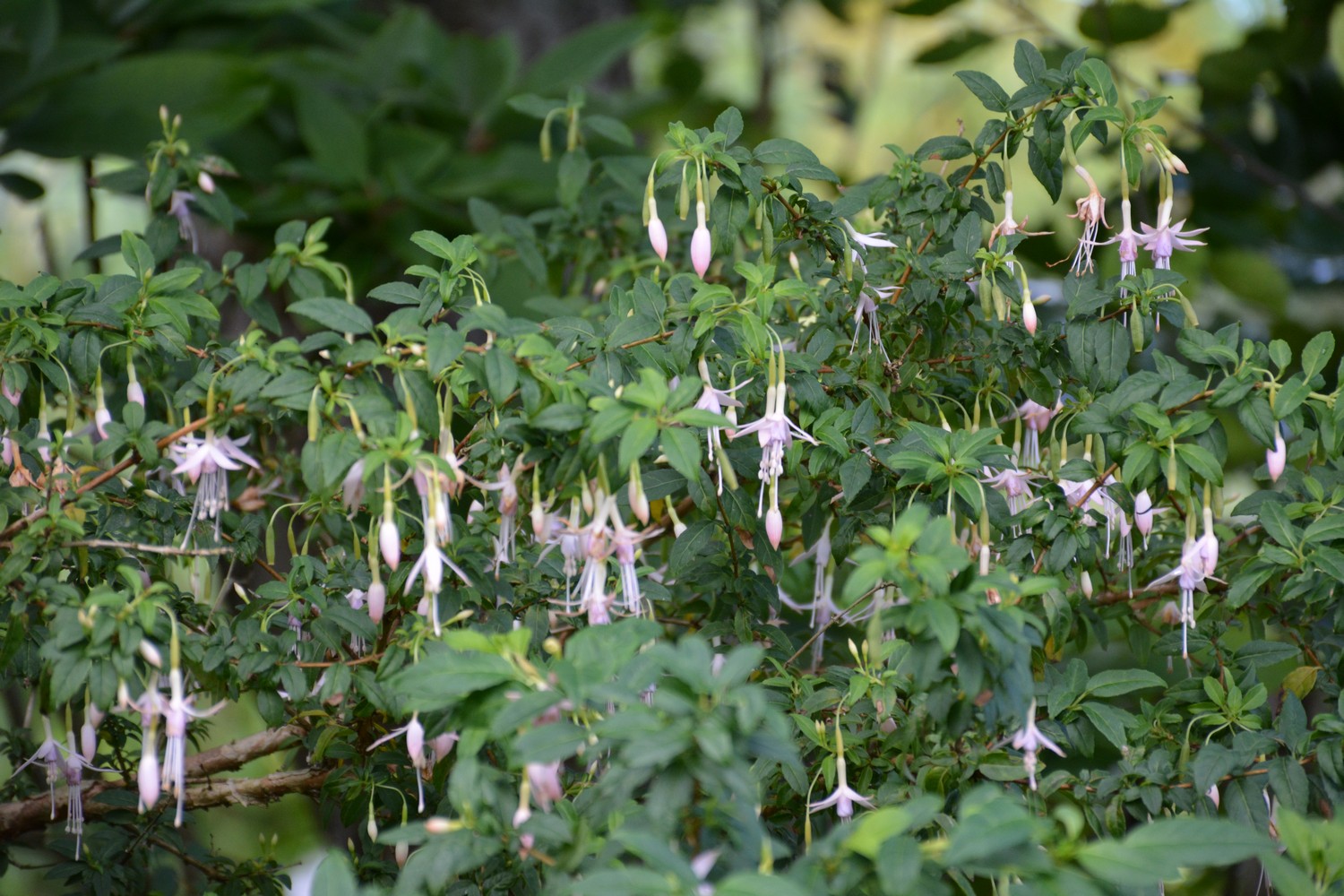 Fuchsia magellanica var. molinae