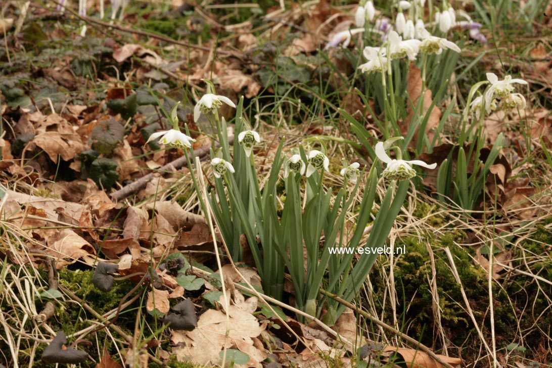 Galanthus nivalis 'Flore Pleno'