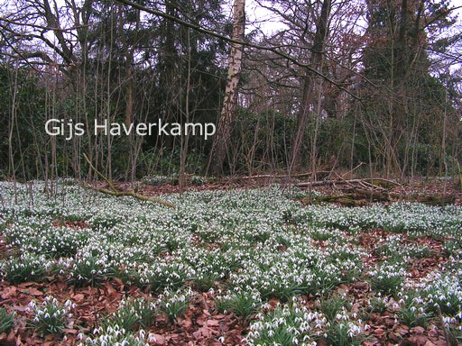 Galanthus nivalis