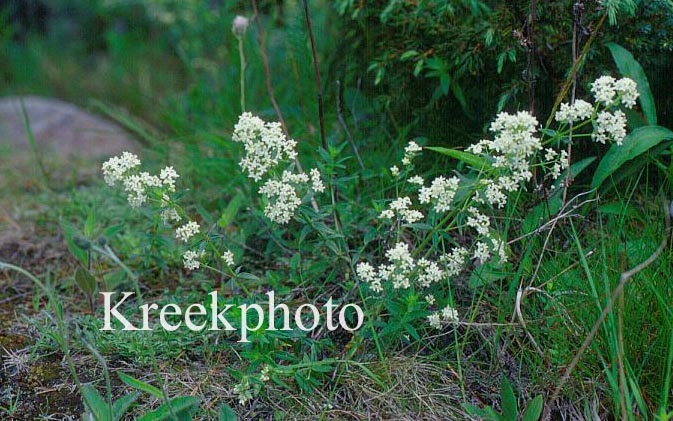 Galium boreale