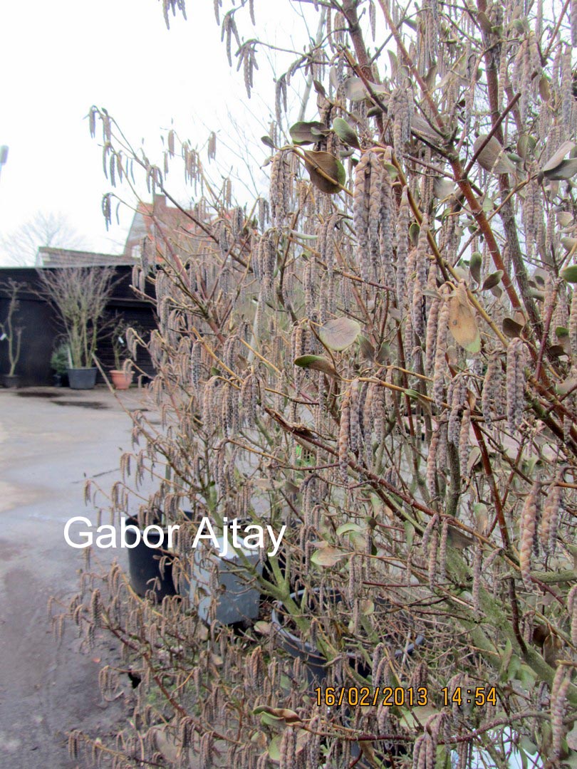 Garrya issaquahensis