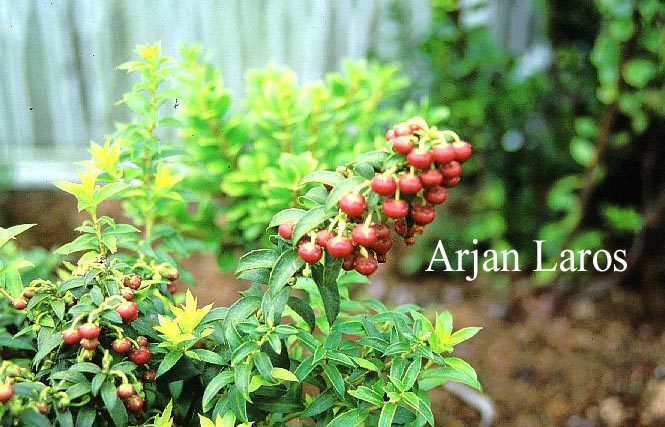 Gaultheria crassifolia