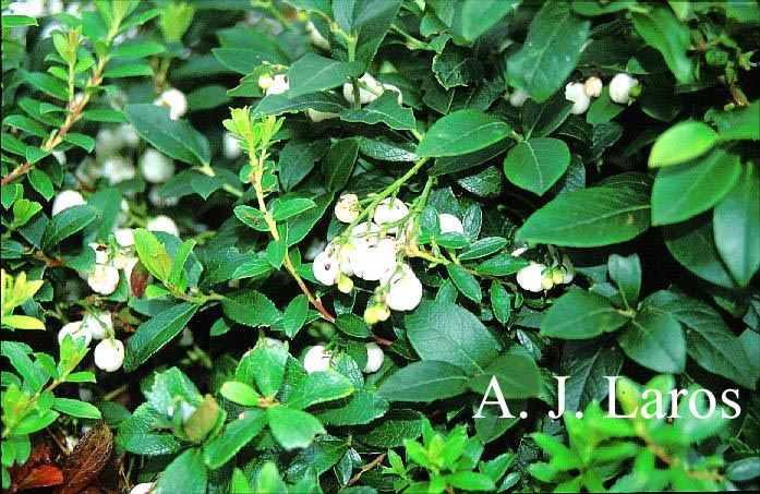 Gaultheria miqueliana