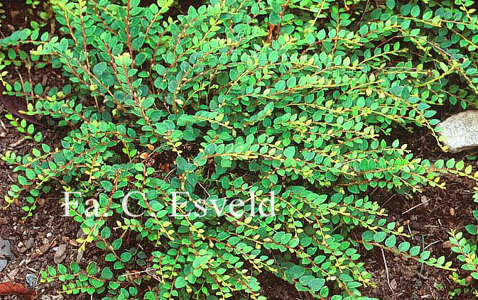 Gaultheria nummularioides