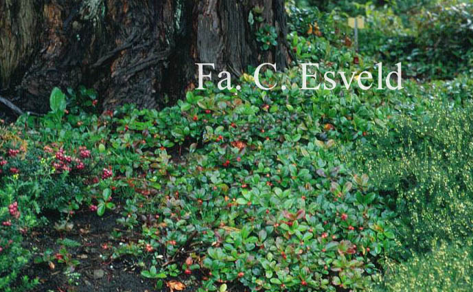 Gaultheria procumbens