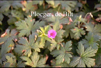 Geranium 'Patricia'