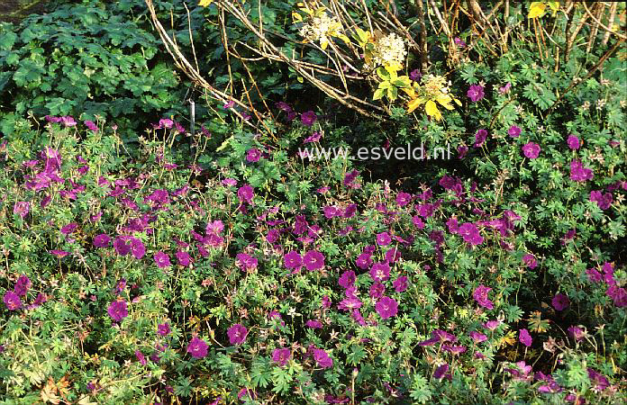 Geranium 'Tiny Monster'
