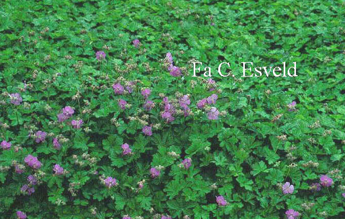 Geranium cantabrigiense 'Cambridge'