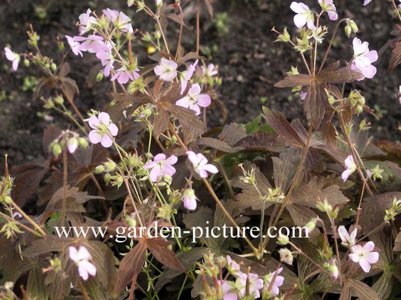 Geranium maculatum 'Espresso'