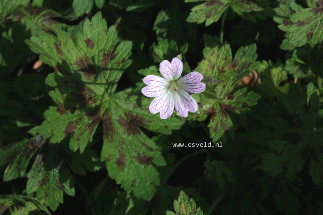 Geranium oxonianum 'Katherine Adele'