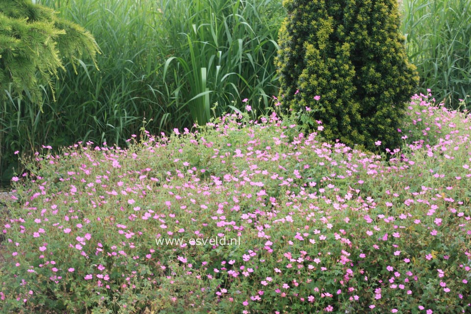 Geranium oxonianum 'Rosenlicht'