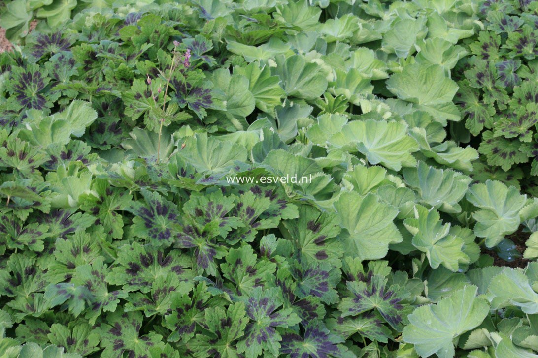 Geranium phaeum 'Samobor'