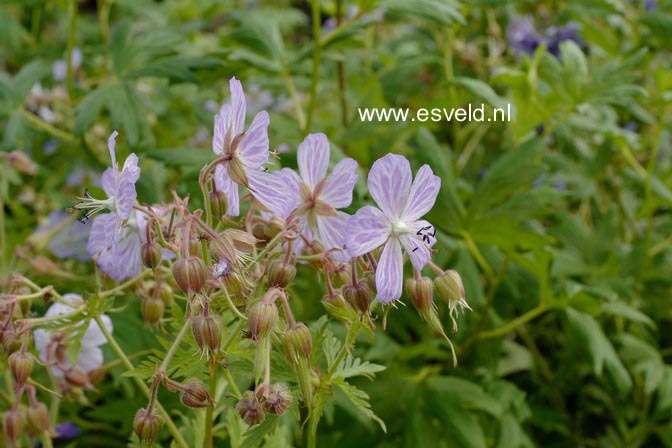 Geranium pratense 'Mrs. Kendall Clark'