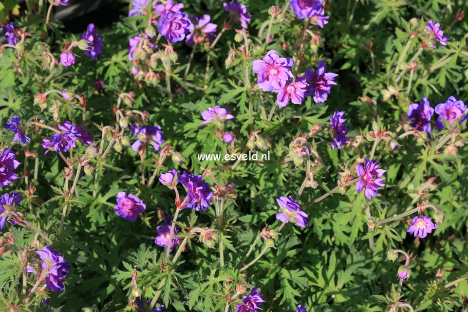 Geranium pratense 'Plenum Violaceum'