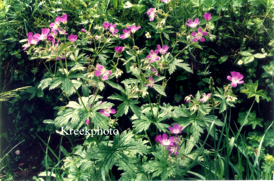 Geranium sylvaticum