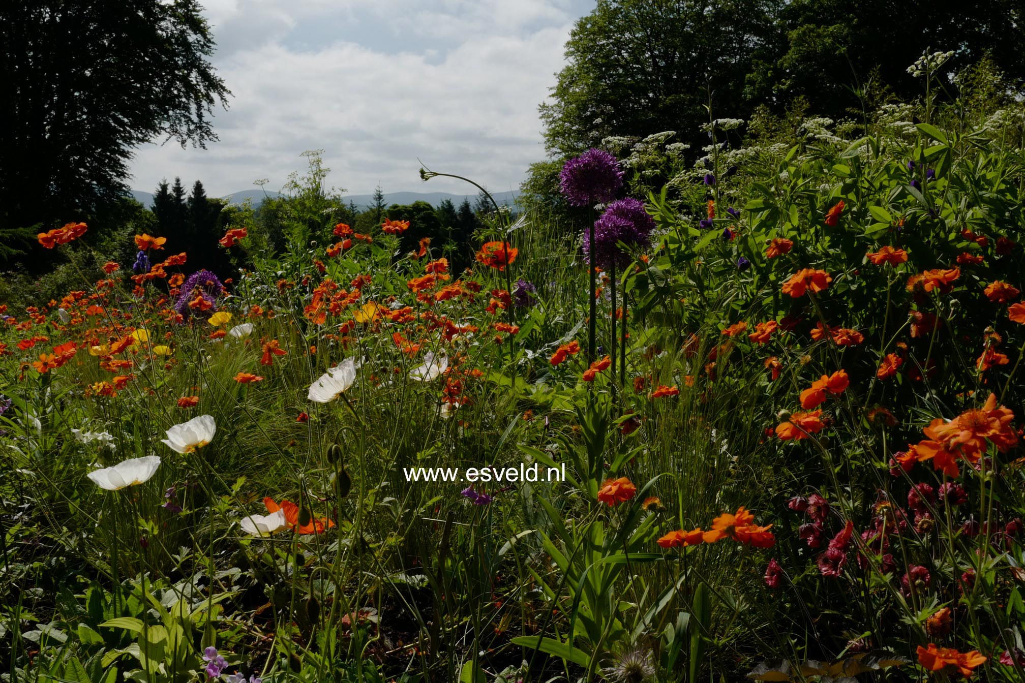 Geum 'Prinses Juliana'
