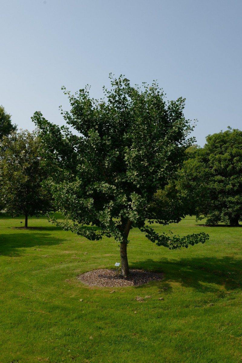 Ginkgo biloba 'Autumn Gold'