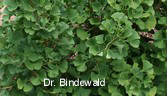Ginkgo biloba 'David'