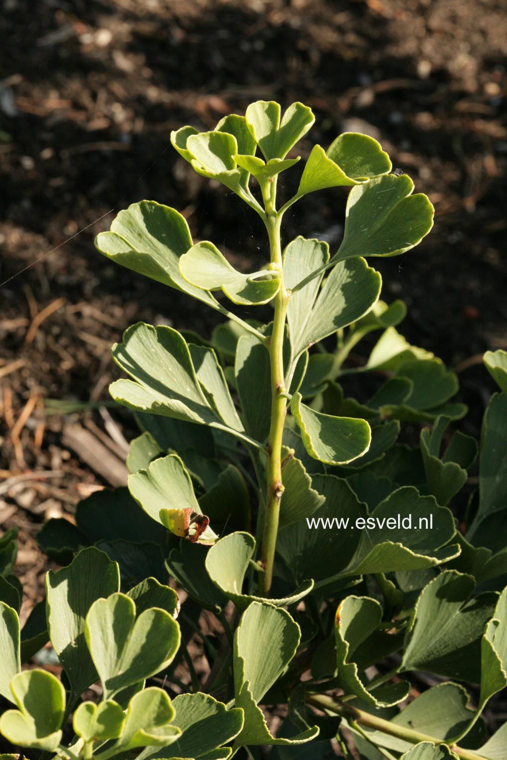 Ginkgo biloba 'Jade Butterflies'