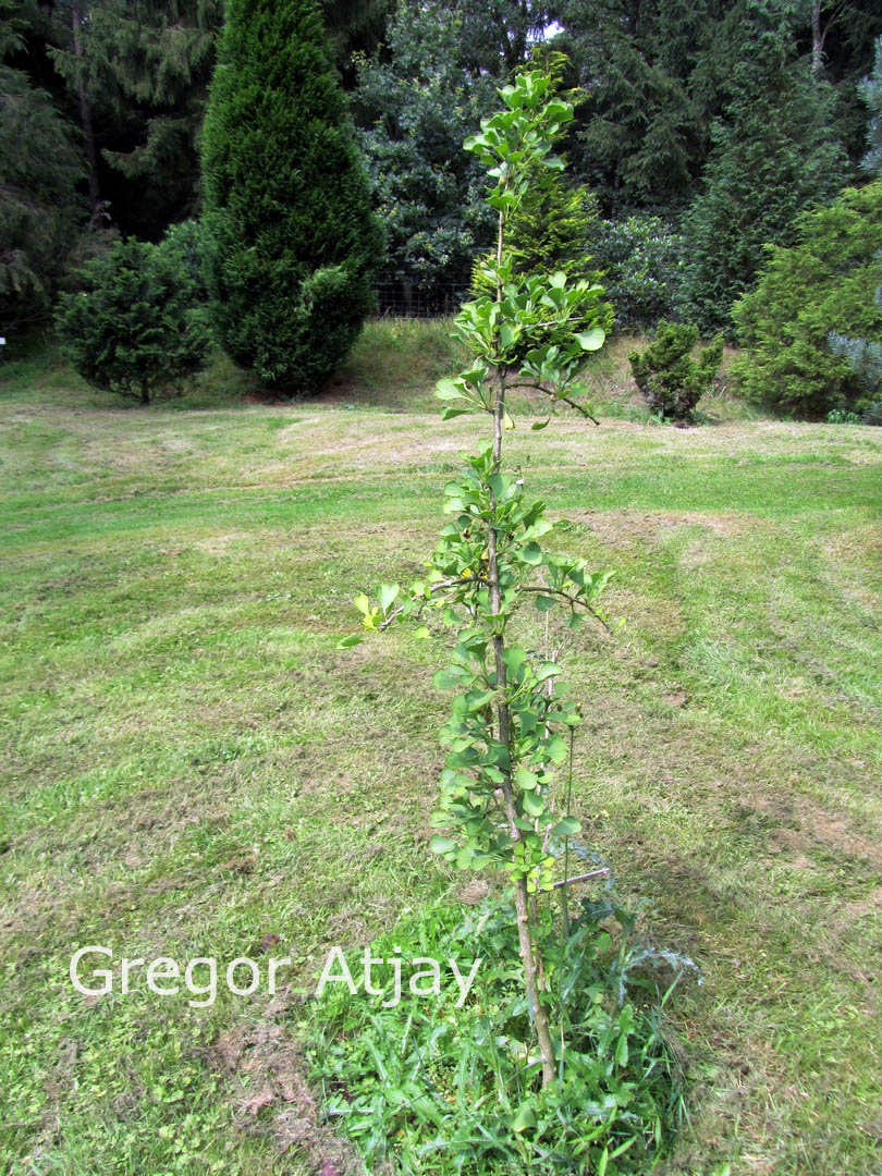 Ginkgo biloba 'King of Dongting'