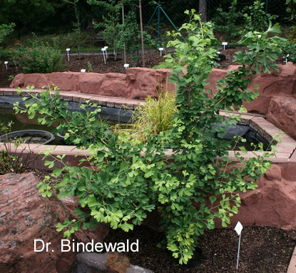 Ginkgo biloba 'Montezuma'